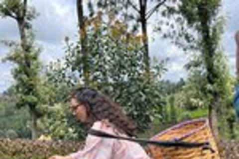 Nairobi: Purple Tea Farm Tour & Tasting Daytrip