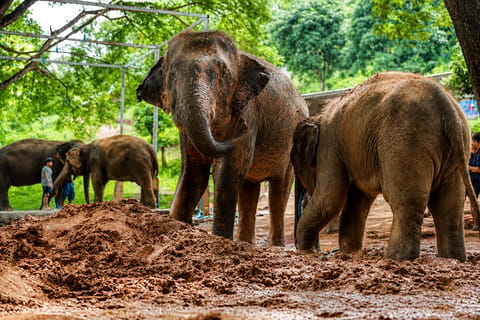 Jaipur: Ethical Elephant Care Sanctuary Experience
