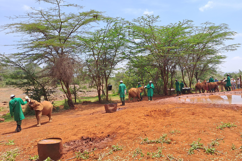 Nairobi: Orfanotrofio degli elefanti e delle giraffe David Sheldrick ...