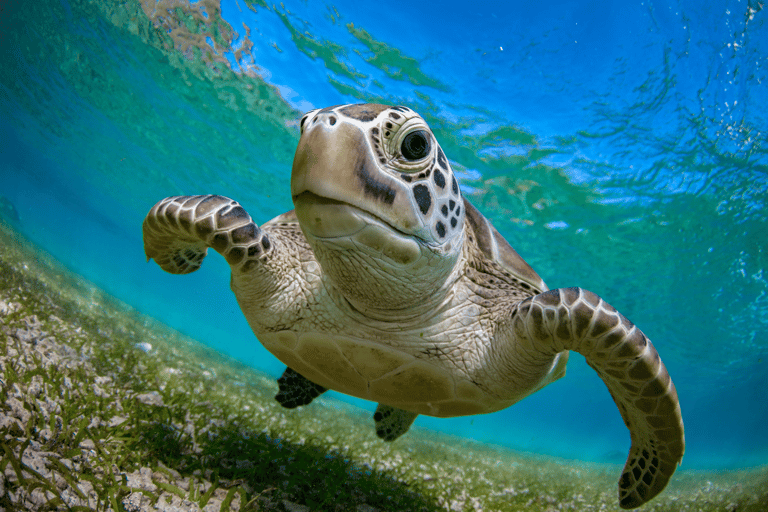 Rincon: Underwater Magic Snorkel Adventure