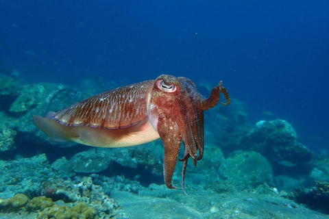 diymaniyat Snorkelling (swim whalesharks or turtles)