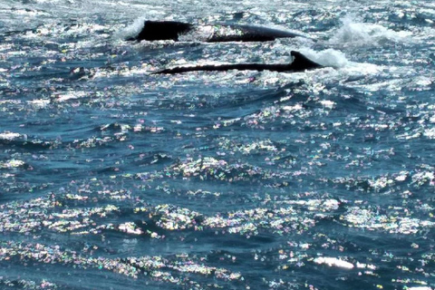 From Puerto Plata: Expedition to Samaná, Bacardi Island, and an Adventure of Your Choice From Puerto Plata: Samaná, Bacardi Island, and an Adventure of Your Choice