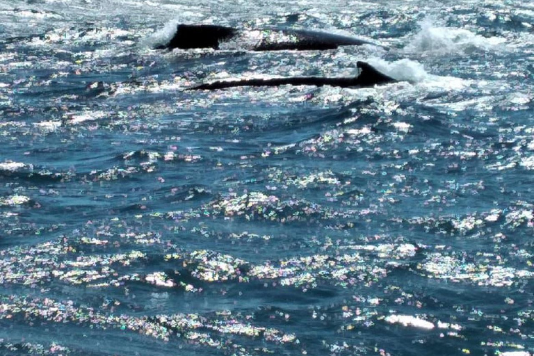 From Puerto Plata: Expedition to Samaná, Bacardi Island, and an Adventure of Your Choice From Puerto Plata: Samaná, Bacardi Island, and an Adventure of Your Choice