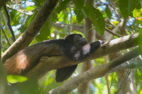 Parc national de Corcovado : Excursion d'une journée depuis Puerto Jimenez !