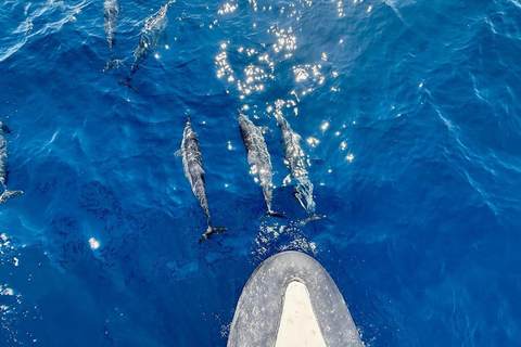 Mirissa: Whale & Dolphin Watching Boat Tour with Pickup Include Government Tax Fee