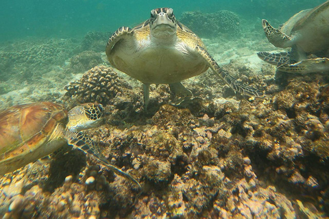 diymaniyat Snorkelling (swim whalesharks or turtles)diymaniyat : snorkeling : tour