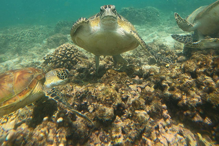 diymaniyat Snorkelling (swim whalesharks or turtles)diymaniyat : snorkeling : tour