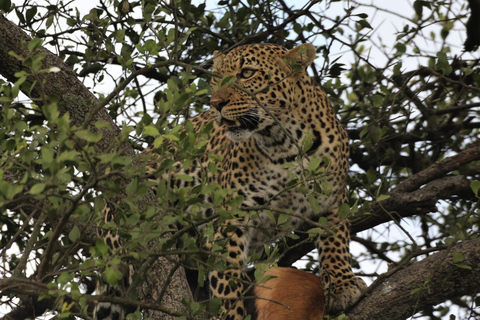 Maasai Mara: Tre dagar, gnuervandring, 4*4 Jeep