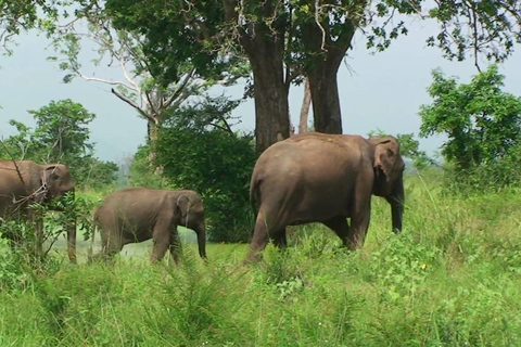 From Udawalawe :-National Park Thrilling Full-Day Safari