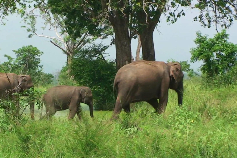 Från Udawalawe :-Nationalparkens spännande heldagssafari