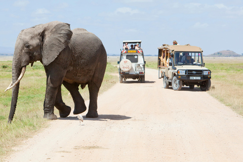Wildlife Wonders: A 3-Day Safari to and from Arusha.