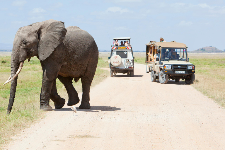Wildlife Wonders: A 3-Day Safari to and from Arusha.