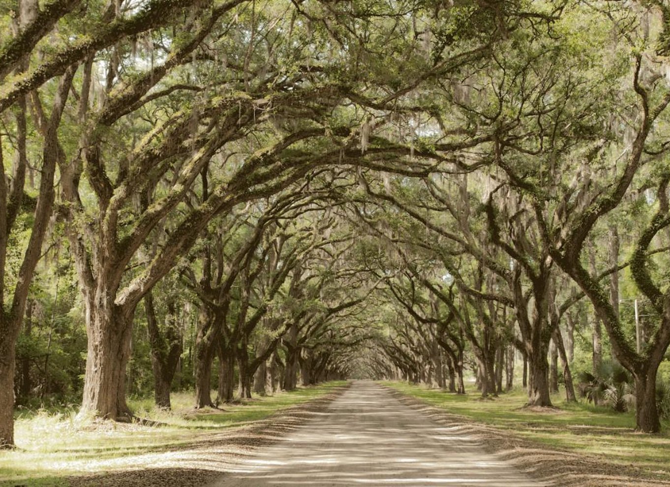 Rundvisning på Bonaventure-kirkegården og Wormsloe State Historic Site