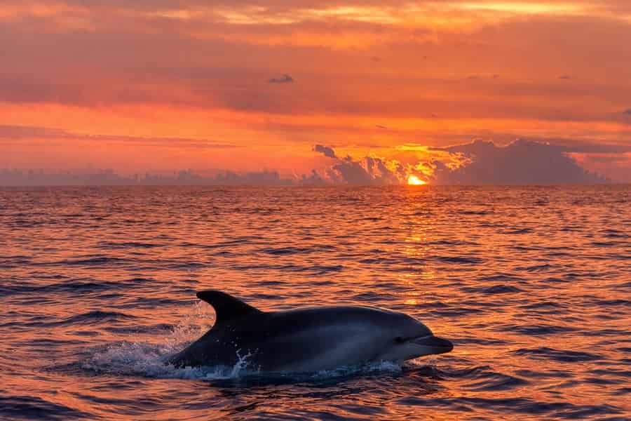 Alcudia: Delfinbeobachtung bei Sonnenaufgang mit dem Schnellboot. Foto: GetYourGuide