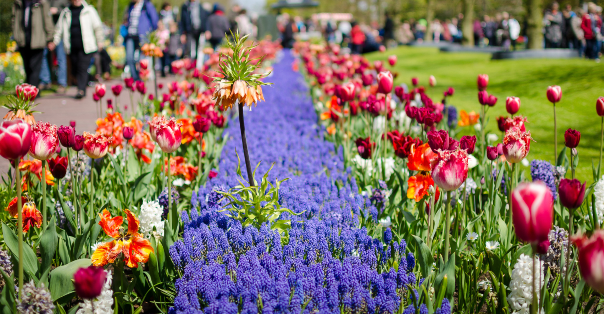 Amsterdam: Tour to Keukenhof Gardens with Windmill Cruise photo 12