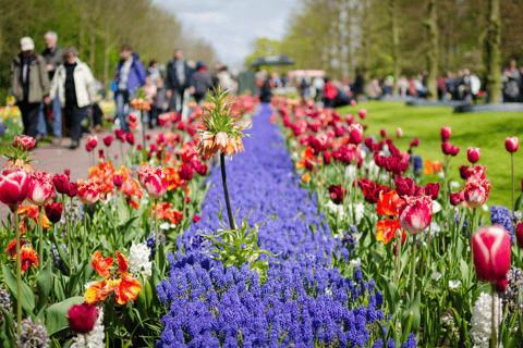 Amsterdam: Tour naar Keukenhof Tuinen met rondvaart door de molen