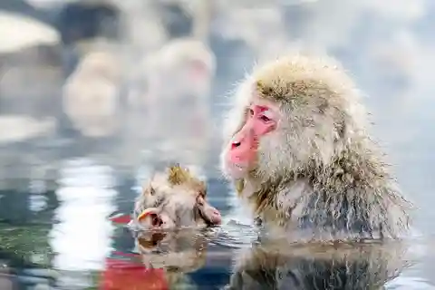 Snow Monkeys, Nagano, Zenkoji Temple & Sake Day Trip