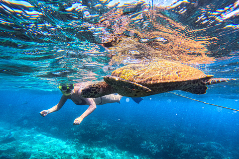 亭可马里：赏鲸和海军岛浮潜之旅