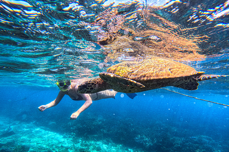 亭可马里：赏鲸和海军岛浮潜之旅
