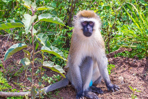 Nairobi :Amboseli National Park Game Drive Tour