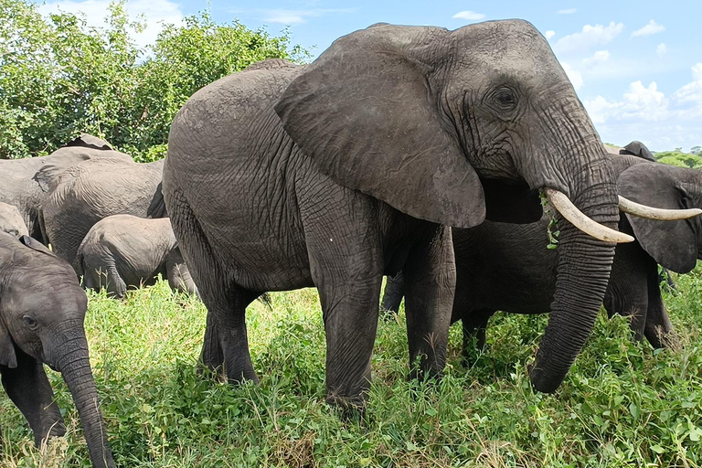 5 DÍAS DE SAFARI. TARANGIRE, SERENGETI, NGORONGORO Y MANYARA