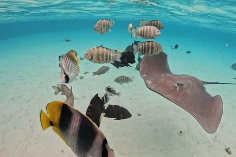 Moorea : excursion snorkeling dans le lagon – raies, requins et tortues