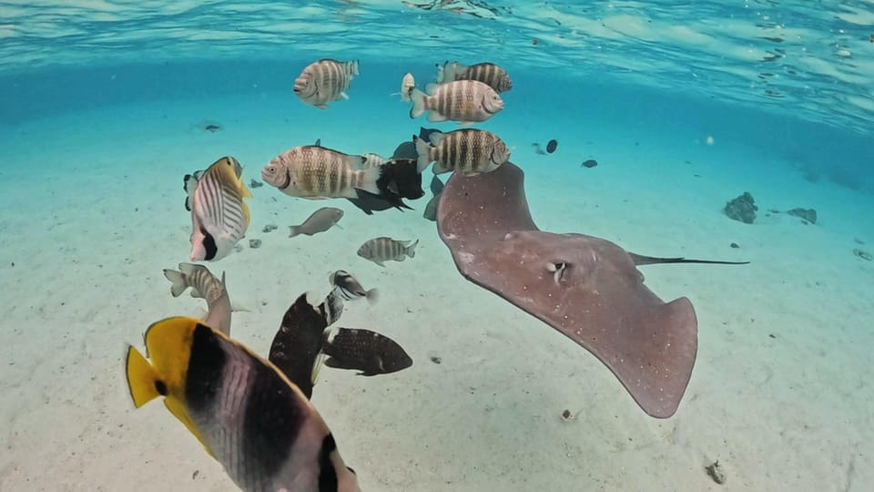 Moorea : excursion snorkeling dans le lagon – raies, requins et tortues