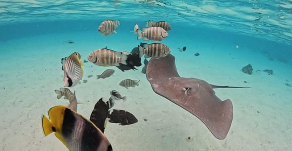 Moorea: Lagoon Snorkeling Tour - Stingrays, Sharks & Turtles