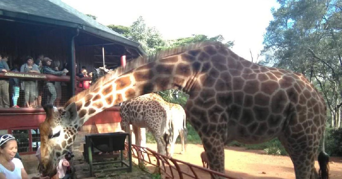 Giraffe centre:Walking Tour | GetYourGuide