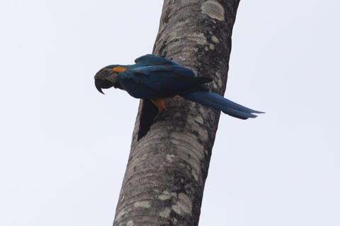 Puerto Maldonado: 3-Day Tambopata National Reserve Tour