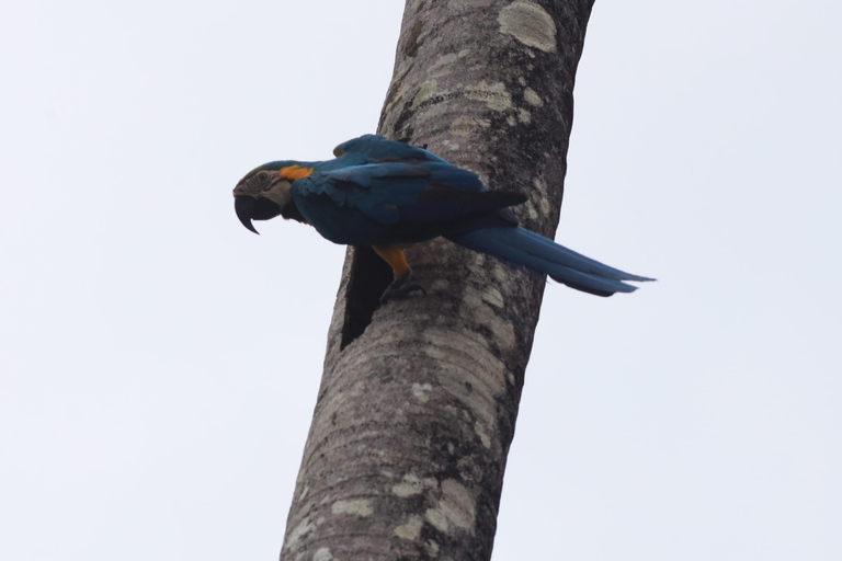 Puerto Maldonado: 3-Day Tambopata National Reserve Tour