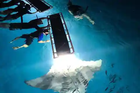 Kailua-Kona: Avventura di snorkeling a tarda notte con le mante
