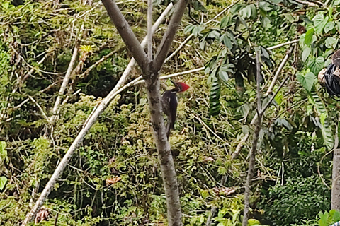 Quito: 2-Day Mindo Cloud Forest Adventure