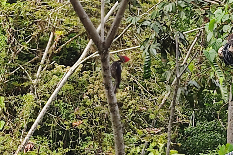 Quito: 2-Day Mindo Cloud Forest Adventure