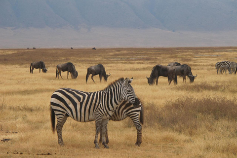 Ngorongoro Day Trip Safari (Big Five) From Arusha Tanzania: Ngorongoro Big Five Day Trip From Arusha