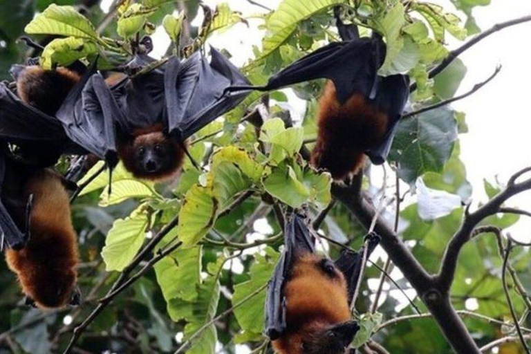 Dzień w raju: odkryj magię wyspy Pemba