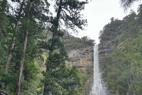 Guided Wakayama Heritage & Forest Trails with Hotel Pickup