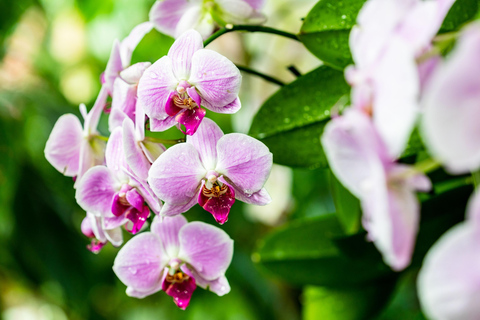 Jardín Botánico de Nueva York: ticket de accesoPase para todos los jardines