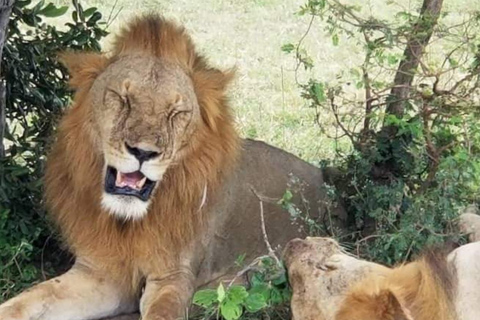 Excursión de un día de Zanzíbar a Mikumi : Safari de fauna salvajeDesde Zanzíbar Excursión de un día a Mikumi : Safari de fauna salvaje