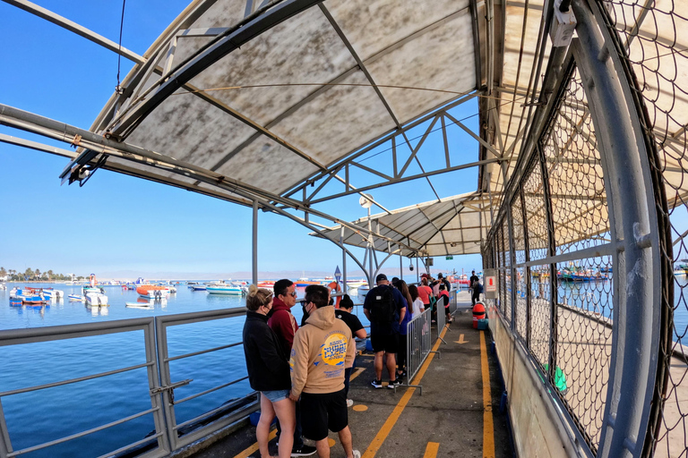 Paracas, Ballestas Islands, & Paracas National Reserve Tour from Ica