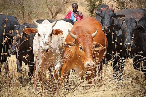 Awasa: 4-Day Omo Valley Tribal Immersion & Market Tour