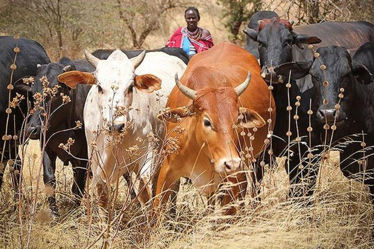 Awasa: 4-Day Omo Valley Tribal Immersion & Market Tour