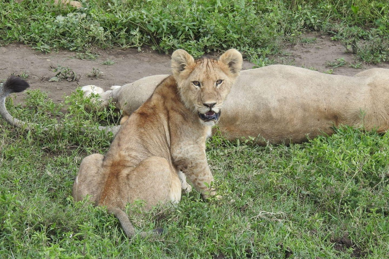 Explore a Day Trip To Tarangire National Park Experience Day Trip To Tarangire National Park