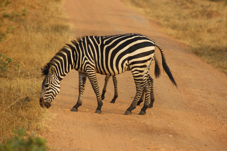 Uganda: 8-dagars Big Five, gyllene apa, gorillor och schimpanser