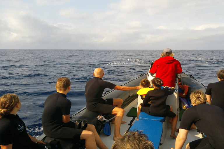 Maputo : Nage avec les dauphins à Ponta do Ouro