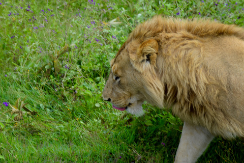 Arusha: Serengeti National Park Overnight TripJoining Safari: Serengeti National Park Overnight Camping