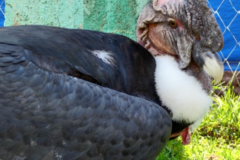 Cusco: Santuario de animales rescatados "cochahuasi" Visita privada