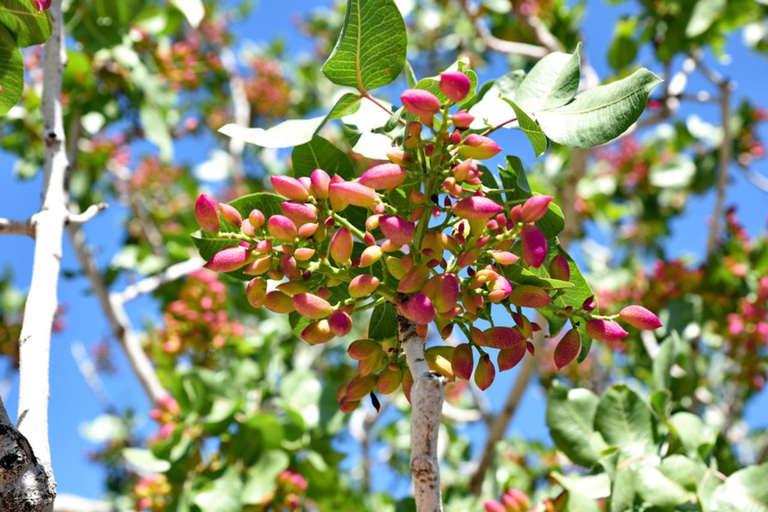 From Athens: Aegina Island Day Trip with Ferry Tickets