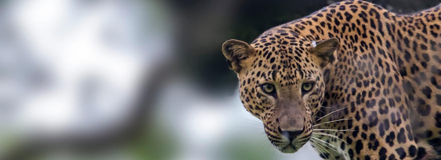 Depuis Colombo : Safari en 4x4 dans le parc national de Yala avec transferts
