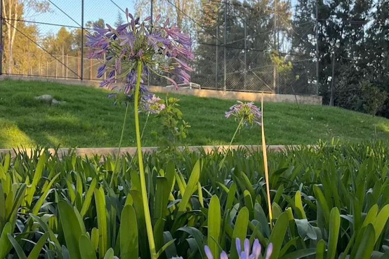 Addis Ababa: Bora Park & Bulbula Guided Tour with Pickup